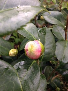 赤玉_縮小500