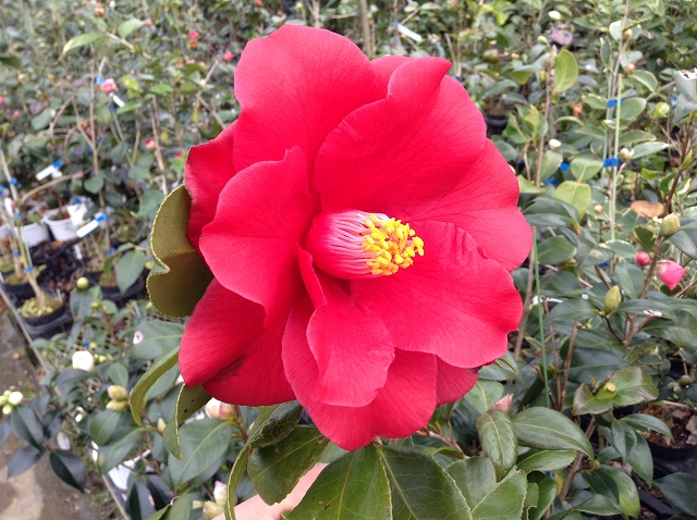 椿 ファイヤーダンスの見事な花姿♪ | 椿心 佐藤椿園 小さな苗木から 
