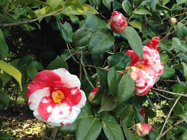 椿 岩根絞 は満開 椿心 佐藤椿園 小さな苗木から古木にいたるまで様々な品種を取り扱っております