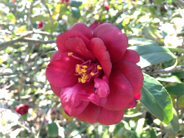 椿 黒椿 開花 椿心 佐藤椿園 小さな苗木から古木にいたるまで様々な品種を取り扱っております