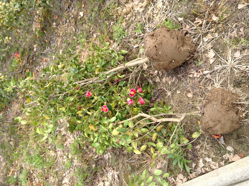 椿 農場でも植え替え時期 椿心 佐藤椿園 小さな苗木から古木にいたるまで様々な品種を取り扱っております