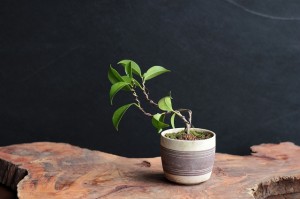 IMG_0894_縮小500