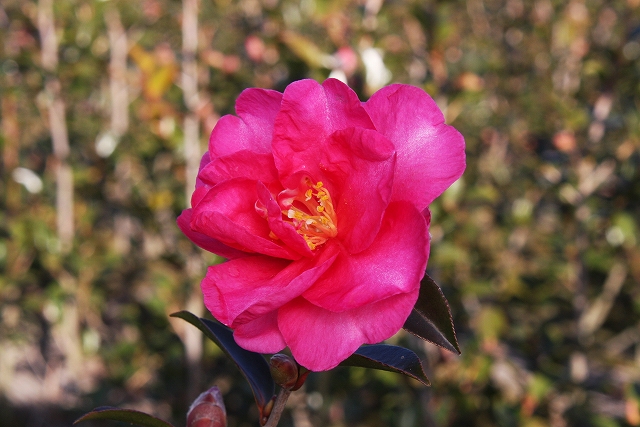 山茶花 さざんか の販売を開始しました 椿心 佐藤椿園 小さな苗木から古木にいたるまで様々な品種を取り扱っております