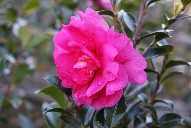 山茶花 さざんか の販売を開始しました 椿心 佐藤椿園 小さな苗木から古木にいたるまで様々な品種を取り扱っております