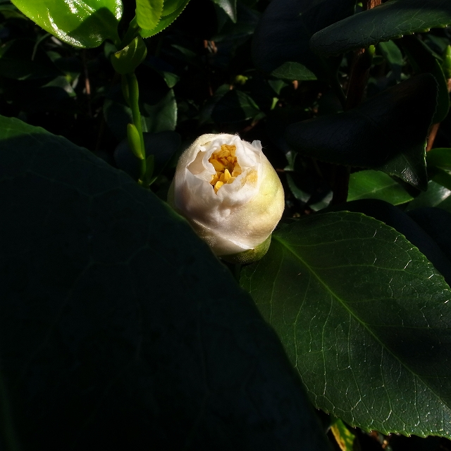 茶花椿 白玉 しらたま 椿心 佐藤椿園 小さな苗木から古木にいたるまで様々な品種を取り扱っております 茶花椿 白玉 しらたま 椿心 佐藤椿園 小さな苗木から古木にいたるまで様々な品種を取り扱っております