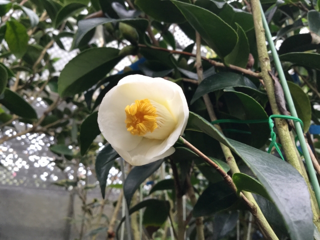 玉菊 細雪 秋風 椿3種 捉えれ