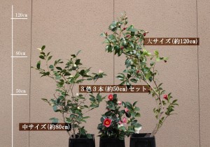 切り花三種(３色３本改良)_縮小