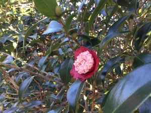 白芯卜伴_縮小