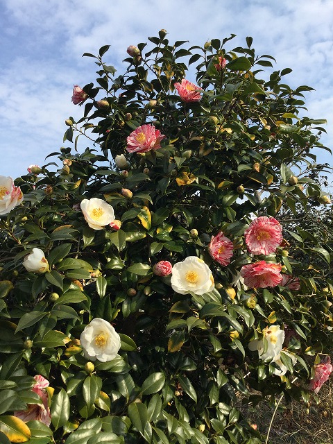 椿 絵日傘 えひがさ 花色花柄様々に開花中 椿心 佐藤椿園 小さな苗木から古木にいたるまで様々な品種を取り扱っております 椿 絵日傘 えひがさ 花色花柄様々に開花中 椿心 佐藤椿園 小さな苗木から古木にいたるまで様々な品種を取り扱っております