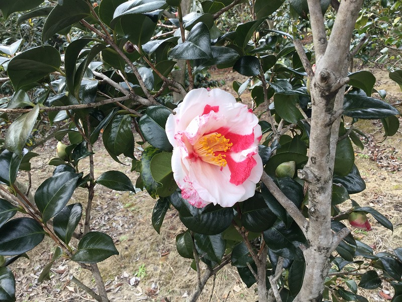 椿 岩根絞 いわねしぼり 開花しています 椿心 佐藤椿園 小さな苗木から古木にいたるまで様々な品種を取り扱っております