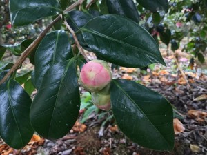 太郎庵蕾_縮小