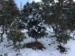 自社も見本庭園「椿園」に雪_縮小