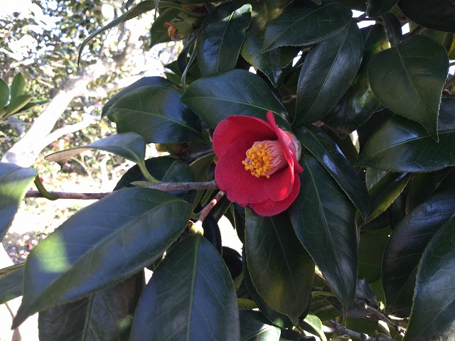 椿 赤西王母 あかせいおうぼ 開花しています 椿心 佐藤椿園 小さな苗木から古木にいたるまで様々な品種を取り扱っております