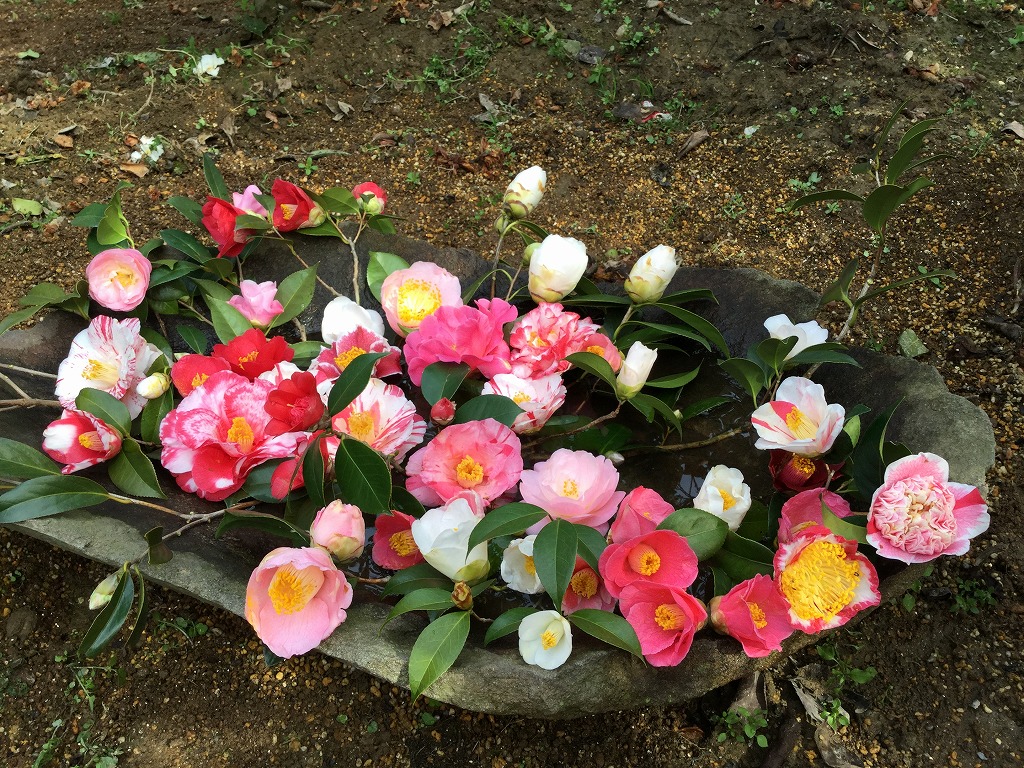 椿 種類 品種 色 サイズなど様々 椿心 佐藤椿園 小さな苗木から古木にいたるまで様々な品種を取り扱っております