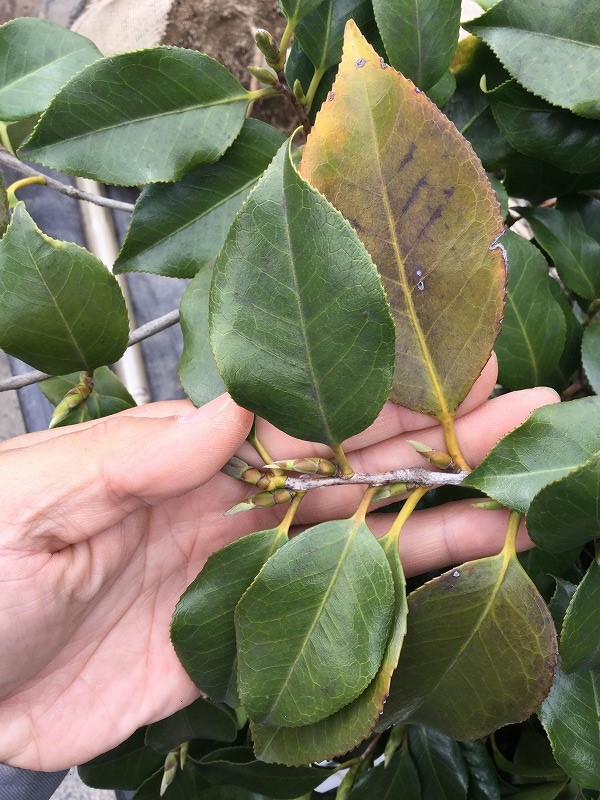 椿 新芽はやや伸び 古い葉が黄色 落ちる時期です 椿心 佐藤椿園 小さな苗木から古木にいたるまで様々な品種を取り扱っております