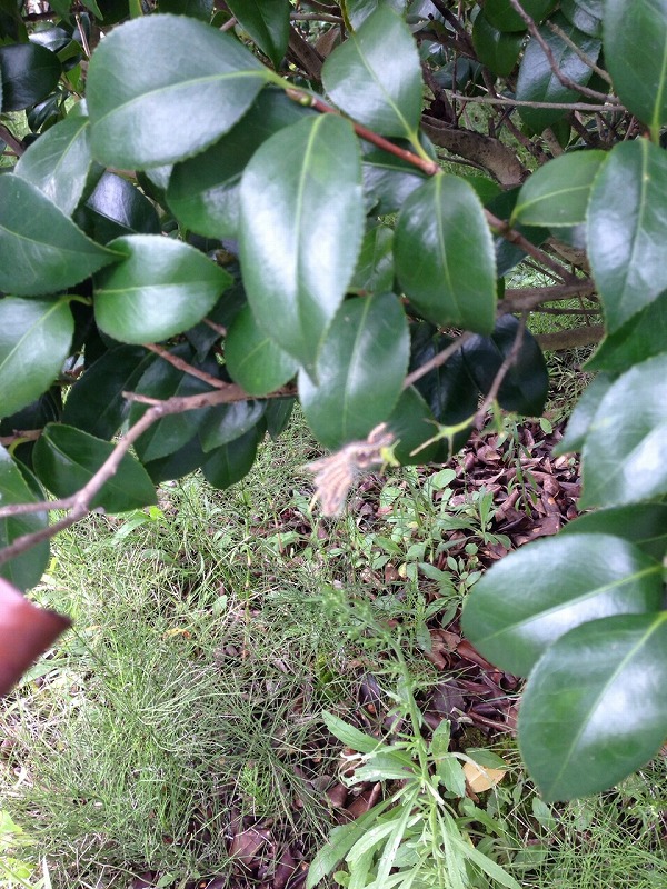 椿 虫が気になる 発生予防したい 出た という方には 椿心 佐藤椿園 小さな苗木から古木にいたるまで様々な品種を取り扱っております