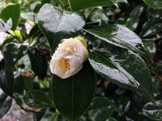 椿 白玉 しらたま の開花 椿心 佐藤椿園 小さな苗木から古木にいたるまで様々な品種を取り扱っております