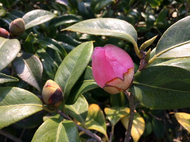 椿 茶席に用いる椿の蕾など 切り花としての椿 椿心 佐藤椿園 小さな苗木から古木にいたるまで様々な品種を取り扱っております 椿 茶席に用いる椿の蕾など 切り花としての椿 椿心 佐藤椿園 小さな苗木から古木にいたるまで様々な品種を取り扱っております