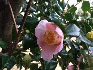 img_9053_%e7%b8%ae%e5%b0%8f