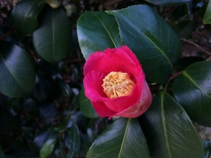 紅常満寺