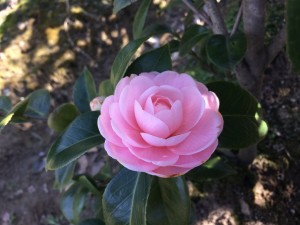 IMG_9810_縮小
