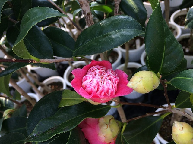 椿 桃色卜伴－ももいろぼくはん－開花しています♪ | 椿心 佐藤椿園 