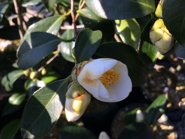 椿 胡白蝶－こはくちょう－純白に咲く花が魅力♪ | 椿心 佐藤椿園 