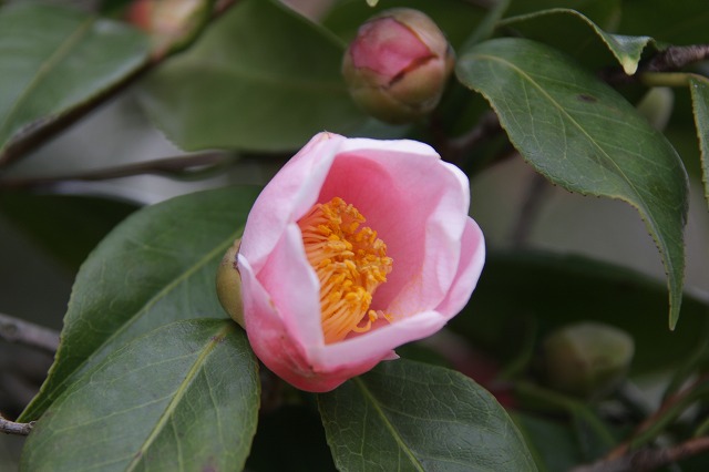 椿 秋咲き椿の魅力 それは長く咲き続ける花です 椿心 佐藤椿園 小さな苗木から古木にいたるまで様々な品種を取り扱っております 椿 秋咲き椿の魅力 それは長く咲き続ける花です 椿心 佐藤椿園 小さな苗木から古木にいたるまで様々な品種を取り扱っております