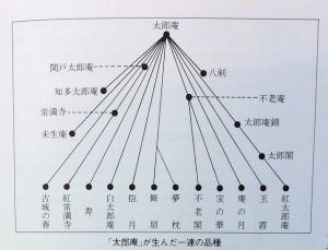 170925_太郎庵系統図_縮小