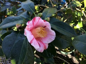 IMG_1279_縮小