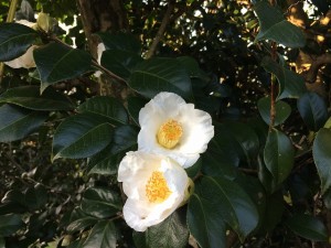 白妙蓮寺_縮小