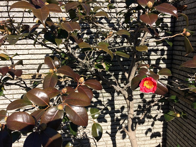 椿 寒い季節に葉が赤くなる現象は 椿心 佐藤椿園 小さな苗木から古木にいたるまで様々な品種を取り扱っております