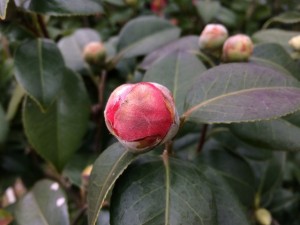 IMG_1863_縮小