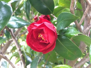 IMG_2262_縮小
