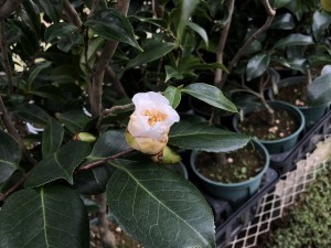 IMG_3057_縮小