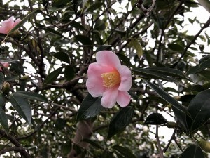 IMG_3773_縮小