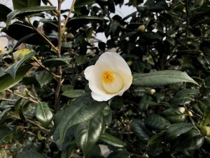 IMG_4018_縮小
