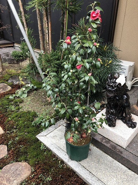 椿は 狭い場所 鉢植え育ち も得意な樹木です 椿心 佐藤椿園 小さな苗木から古木にいたるまで様々な品種を取り扱っております 椿は 狭い場所 鉢植え育ち も得意な樹木です 椿心 佐藤椿園 小さな苗木から古木にいたるまで様々な品種を取り扱っております