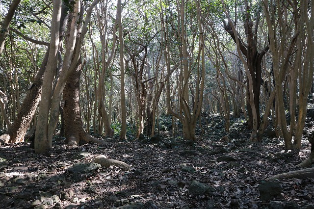 つばきの旅 山口県萩市笠山へ 椿心 佐藤椿園 小さな苗木から古木にいたるまで様々な品種を取り扱っております