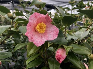 氷室雪月花_縮小