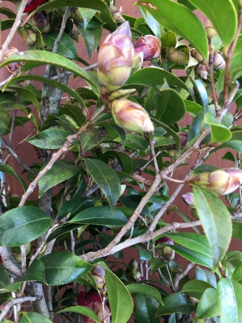 椿 つばきの剪定 枝切り の季節です 椿心 佐藤椿園 小さな苗木から古木にいたるまで様々な品種を取り扱っております