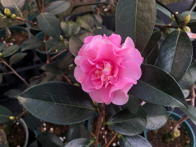 椿 夢あかりが咲いていました 椿心 佐藤椿園 小さな苗木から古木にいたるまで様々な品種を取り扱っております