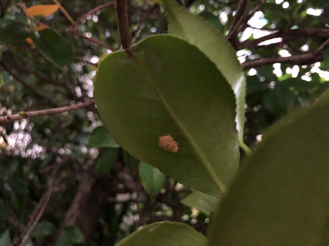 椿 秋から冬にできる害虫予防 チャドクガ 椿心 佐藤椿園 小さな苗木から古木にいたるまで様々な品種を取り扱っております 椿 秋から冬にできる害虫予防 チャドクガ 椿心 佐藤椿園 小さな苗木から古木にいたるまで様々な品種を取り扱っております