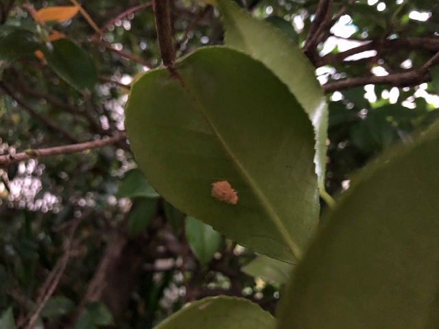 椿 秋から冬にできる害虫予防 チャドクガ 椿心 佐藤椿園 小さな苗木から古木にいたるまで様々な品種を取り扱っております