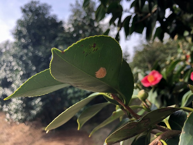 椿 秋から冬にできる害虫予防 チャドクガ 椿心 佐藤椿園 小さな苗木から古木にいたるまで様々な品種を取り扱っております