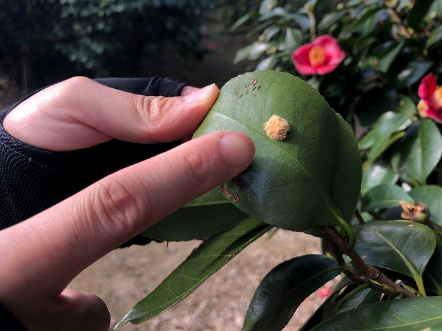 椿 秋から冬にできる害虫予防 チャドクガ 椿心 佐藤椿園 小さな苗木から古木にいたるまで様々な品種を取り扱っております