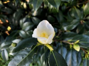 椿 白侘助-しろわびすけ-咲き始めました♪ | 椿心 佐藤椿園 小さな苗木から古木にいたるまで様々な品種を取り扱っております。