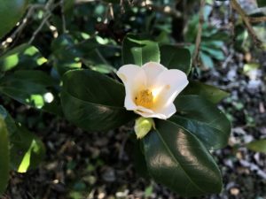 椿 桃雀－ももすずめ－は侘助より小さいお花♪ | 椿心 佐藤椿園 小さな 