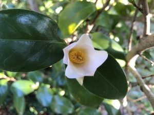 椿 桃雀－ももすずめ－は侘助より小さいお花♪ | 椿心 佐藤椿園 小さな 