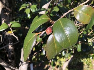 季節で変化する葉の色 冬越し 椿心 佐藤椿園 小さな苗木から古木にいたるまで様々な品種を取り扱っております